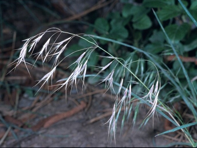 <p>Cheat grass</p>