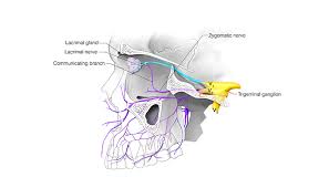 <p>communicating branch to the lacrimal nerve  </p>