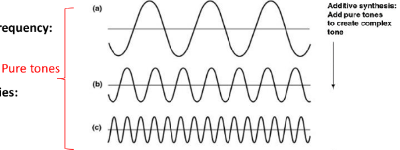 <ul><li><p><span style="background-color: inherit; line-height: 21.85px; color: windowtext;">Perception of timbre (experience of sound quality/resonance) -> info about nature of sound (e.g. flute vs piano)</span><span style="line-height: 21.85px; color: windowtext;">&nbsp;</span></p></li><li><p class="Paragraph SCXO218904887 BCX0" style="text-align: left;"><span style="background-color: inherit; line-height: 21.85px; color: windowtext;">Contribute texture to auditory perception</span><span style="line-height: 21.85px; color: windowtext;">&nbsp;</span></p></li><li><p><span style="background-color: inherit; line-height: 21.85px; color: windowtext;">Direct tones → can be described as a sum of pure tones</span><span style="line-height: 21.85px; color: windowtext;">&nbsp;</span></p></li></ul><p></p>