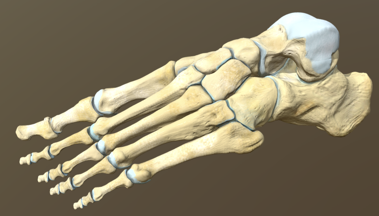 <p><span><strong>These bones came from the ________ side of the body.</strong></span></p>
