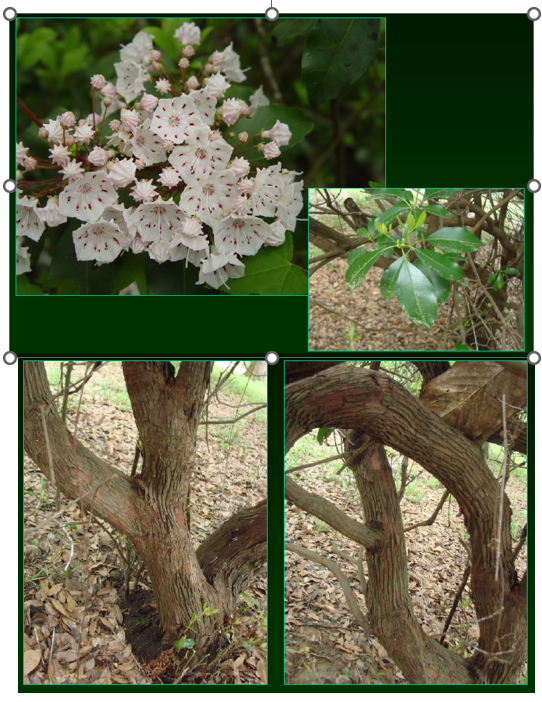 <p>•</p><p>Ericaceae</p><p>•</p><p>Spring-loaded anthers</p><p>•</p><p>Toxic foliage</p><p>•</p><p>Key Characters:</p><p>•</p><p>Evergreen leaves</p><p>•</p><p>Irregular architecture</p><p>•</p><p>Whitish-pink flowers</p><p>•</p><p>Vertically striated bark</p>
