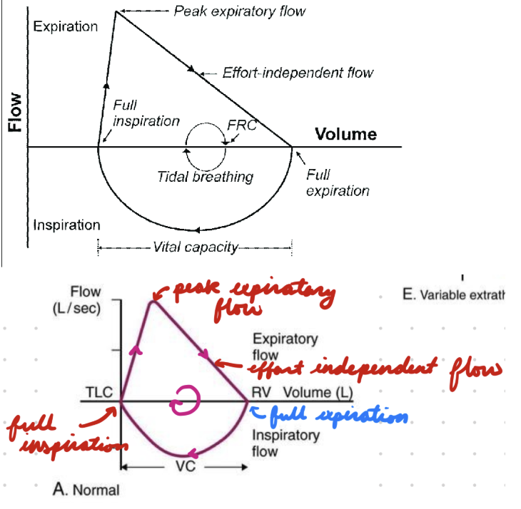 <p>From pulmonary function test</p><p>Read clockwise</p>
