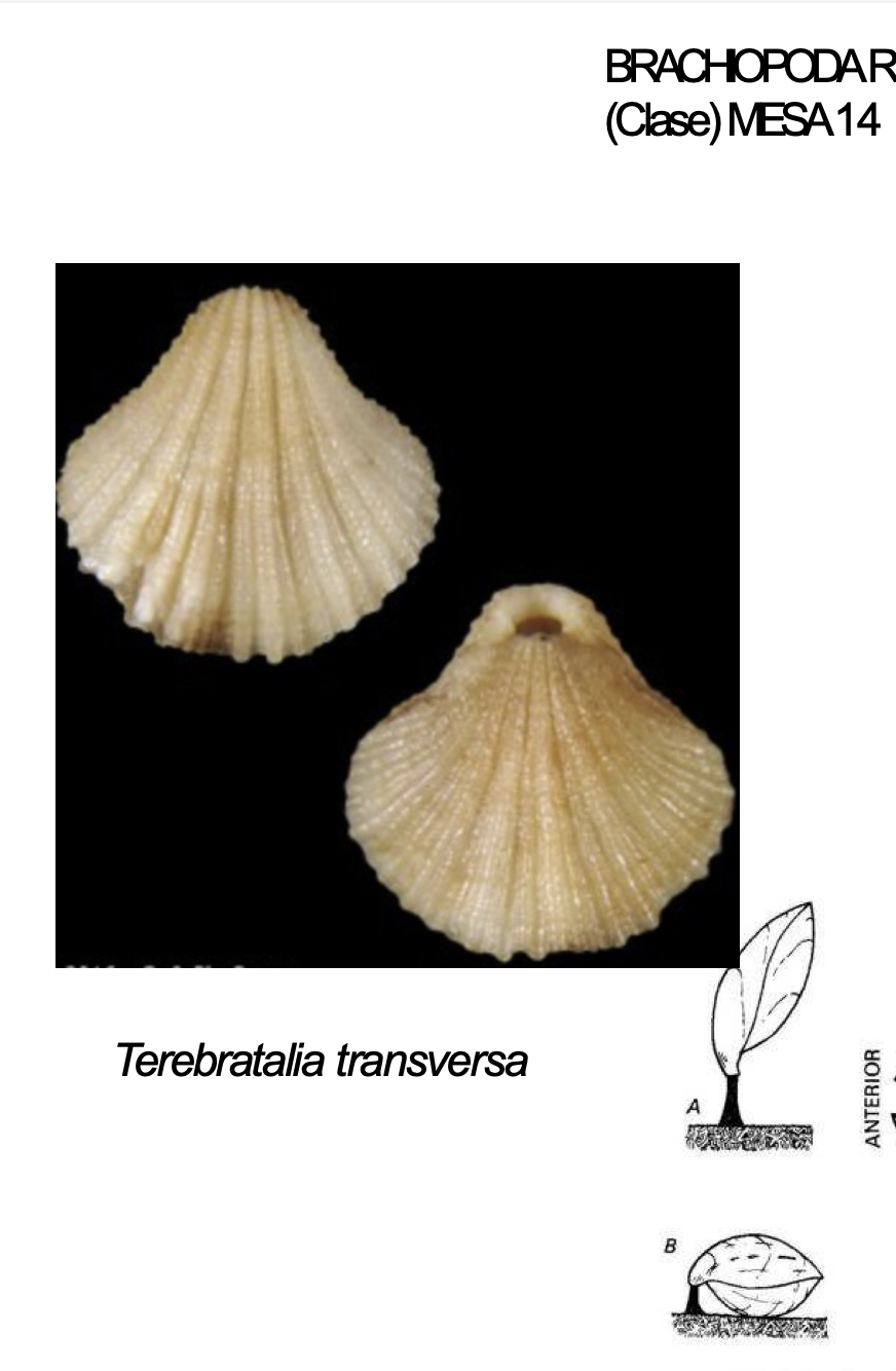 <p><strong>FILO </strong>Brachiopoda<br><strong>CLASE </strong>Rhynchonellata<br><strong>GÉNERO </strong><em><u>TeREbratalia transversa</u></em><br><strong>CARACTERÍSTICAS </strong>Concha calcárea.</p>