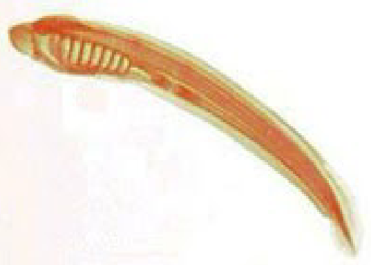 <p>Lamprey larva are ________ (type of feeder).</p>