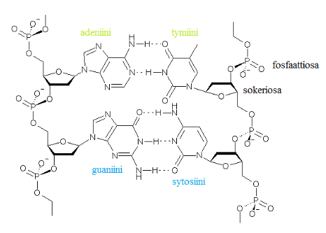 <p><strong>Selitä DNA:n kaksoisjuosteen rakenne. Miten se muodostuu, mitkä emäkset muodostavat emäsparit, kuinka monta vetysidosta niillä on ja miksi vetysidosten heikkous on tärkeää?</strong></p>