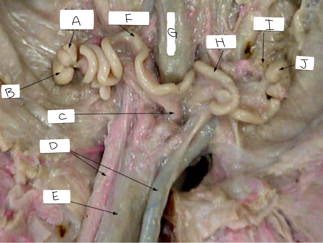 <p>E</p>