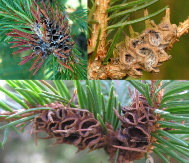 <p>(napadá smrk, hálky mohou být zelené i hnědé, hálka větší na konci k paždí výhonků, <strong>větvička prorůstá hálkou</strong>)</p>