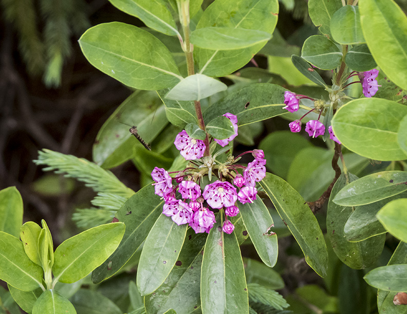 <p>Bog-laurel (n/a)</p>