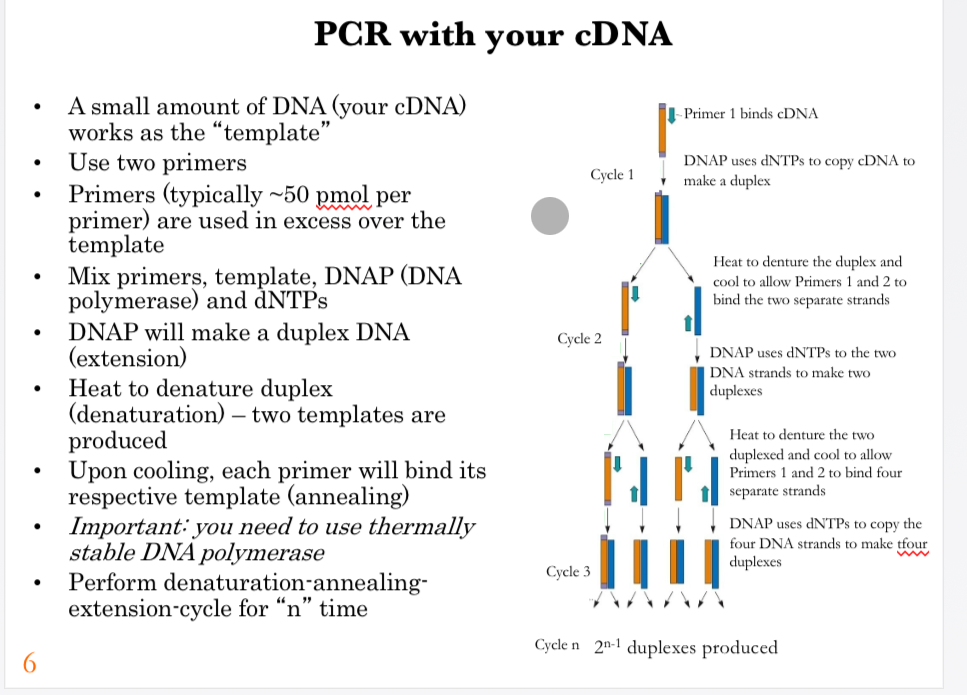 <p><span data-name="dna" data-type="emoji">🧬</span> PCR Summary</p><p>PCR <strong>amplifies a specific DNA sequence</strong> from your cDNA. Two primers bind on either side of the target sequence, and DNA polymerase copies the DNA.</p><p>The cycle repeats:</p><p><strong>1. Denaturation:</strong> Heat separates the DNA strands.<br><strong>2. Annealing:</strong> Cool so the primers bind to the DNA.<br><strong>3. Extension:</strong> DNA polymerase adds dNTPs to make new DNA strands.</p><p>This cycle repeats many times, roughly <strong>doubling the target DNA each cycle</strong>, producing millions of copies. A <strong>thermostable polymerase such as Taq</strong> is used because it can survive the repeated heating.</p><p></p><p><span><strong>PCR with your cDNA</strong></span></p><p></p><p><span><strong>Process overview:</strong></span></p><p><span>A small amount of cDNA serves as the template for amplification.</span></p><p><span>Two primers are required, each designed to flank the target DNA sequence. Primers are added in large excess (about 50 pmol per primer) compared to the template.</span></p><p><span>The reaction mixture contains primers, template cDNA, DNA polymerase (DNAP), and dNTPs.</span></p><p><span>DNA polymerase extends from the primers to make a complementary strand, forming duplex DNA.</span></p><p><span>The mixture is heated to denature the duplex (separating the strands), generating two single-stranded templates.</span></p><p><span>Upon cooling, primers anneal to the single strands, allowing DNA polymerase to extend again.</span></p><p><span>This denaturation–annealing–extension cycle is repeated multiple times (“n” cycles).</span></p><p><span>Importantly, a thermostable DNA polymerase (such as Taq polymerase) must be used to withstand repeated heating.</span></p><p><span>After many cycles, the target DNA sequence is amplified exponentially.</span></p><p></p><p><span><strong>Graphics explanation:</strong></span></p><p><span>The diagram shows the PCR amplification cycle.</span></p><p><span>Cycle 1: Primer 1 binds to cDNA, and DNA polymerase synthesizes the complementary strand to make duplex DNA.</span></p><p><span>Cycle 2: Heating denatures the duplex into single strands; cooling allows primers 1 and 2 to bind both strands; DNA polymerase synthesizes two new duplexes.</span></p><p><span>Cycle 3: Denaturation produces four single strands; primers anneal, and DNA polymerase generates four duplexes.</span></p><p><span>Cycle n: Amplification continues, and after n cycles, 2ⁿ⁻¹ duplexes are produced, demonstrating the exponential nature of PCR.</span></p><p></p><p><span><strong>Key points:</strong></span></p><p><span>PCR allows the rapid and exponential amplification of a specific DNA sequence starting from very little template. The method relies on cycles of denaturation, annealing, and extension using thermostable DNA polymerase.</span></p><p></p><p><span><strong>Key message:</strong></span></p><p><span>PCR transforms small amounts of cDNA into abundant DNA for cloning and analysis, making it one of the most powerful techniques in molecular biology.</span></p>