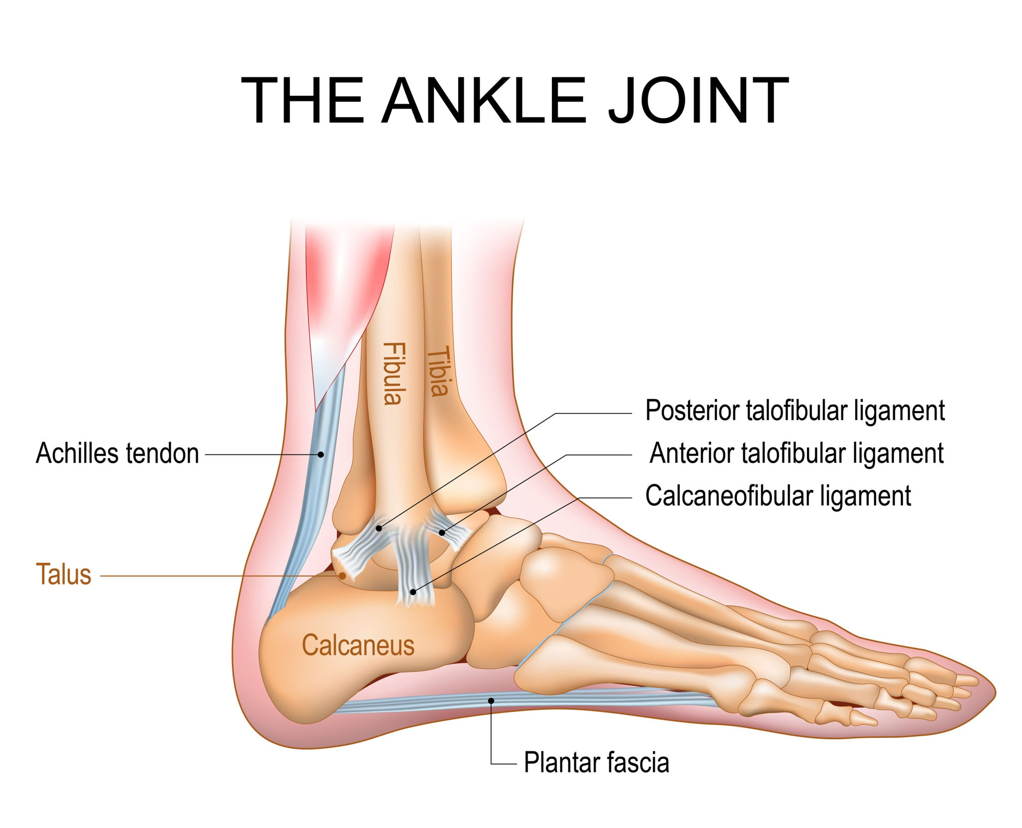 <ul><li><p>Tibia (Shin bone) - The larger, weight bearing medial bone the lower leg. Its distal end forms the roof and inner wall of the ankle joint.</p></li><li><p>Fibula (Calf bone) - The slender, lateral bone of the lower leg. It does not bear body weight directly, but it forms the outer stabilization wall of the ankle joint.</p></li><li><p>Talus (Ankle bone) - A rounded tarsal bone of the foot. It sits beneath the tibia and fibula, but above the heel bone connecting your leg to your foot, helping carrying your body weight.</p></li></ul><p></p>