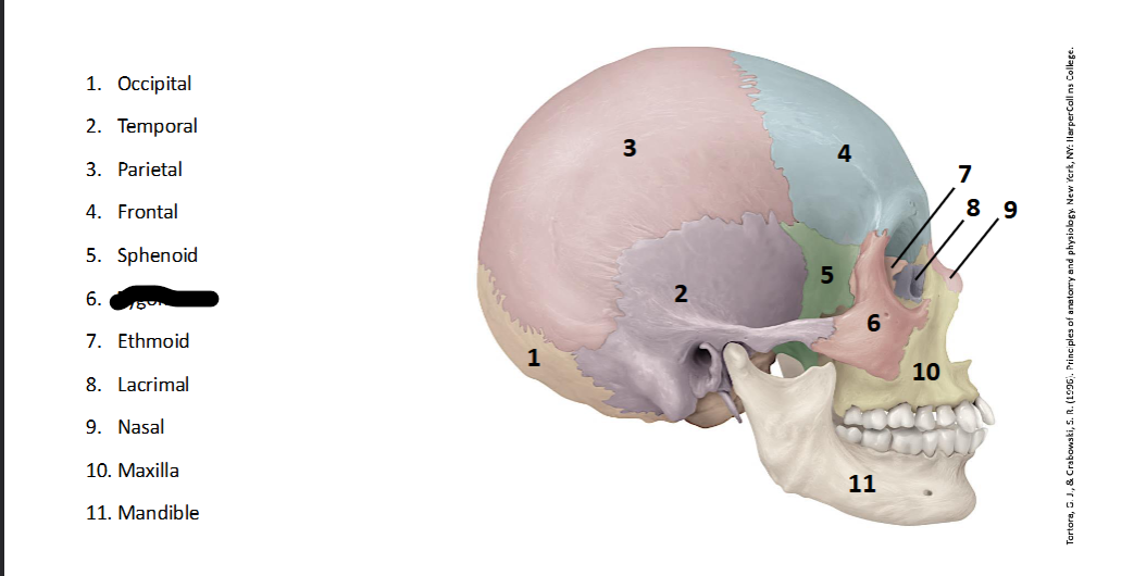 <p>What landmark within the <strong>Skull? (LATERAL)</strong></p>