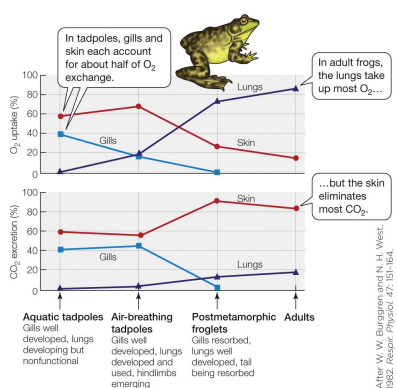 <p>Gasps air into buccal cavity 2. The glottis opens and exhaled air leaves the lungs and exits the body 3. Air in the buccal cavity is pushed into the lungs.</p><p>Which site does most of the gas exchange changes developmentally. Though lungs become increasingly important for O2 exchange, most voiding of CO2 is done by the skin.</p>