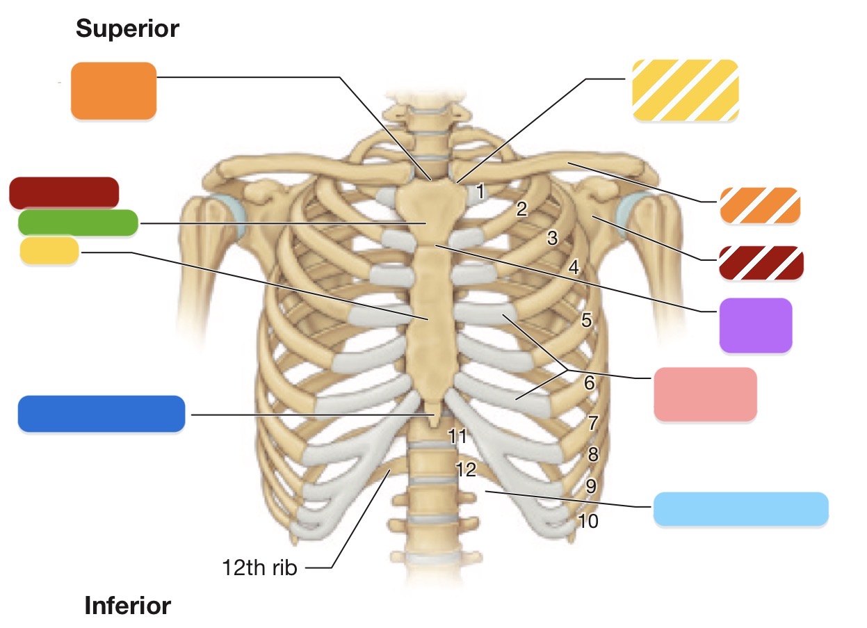 <p>Thoracic skeleton (Anterior) - Light Blue</p>