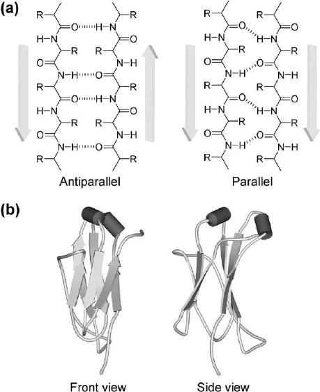 <ul><li><p>Extended and more of a zigzag conformation than a helix</p></li><li><p>Many beta-strands comes together to form a b-<em>sheet </em></p></li><li><p>Stabilized by H-bonds</p></li><li><p>Arrow head is always the C-terminus </p></li><li><p>Note that the R groups of adjacent amino acids protrude in opposite directions and are above and below the sheet</p><ul><li><p>If the R groups point the same way → <span style="color: rgb(243, 190, 122);"><strong>parallel</strong></span>, straight H-bonds</p></li><li><p>Opposite ways → <span style="color: rgb(243, 190, 122);"><strong>anti-parallel</strong></span>, BENT H-bonds, hence STRONGER </p></li></ul></li></ul><p></p>