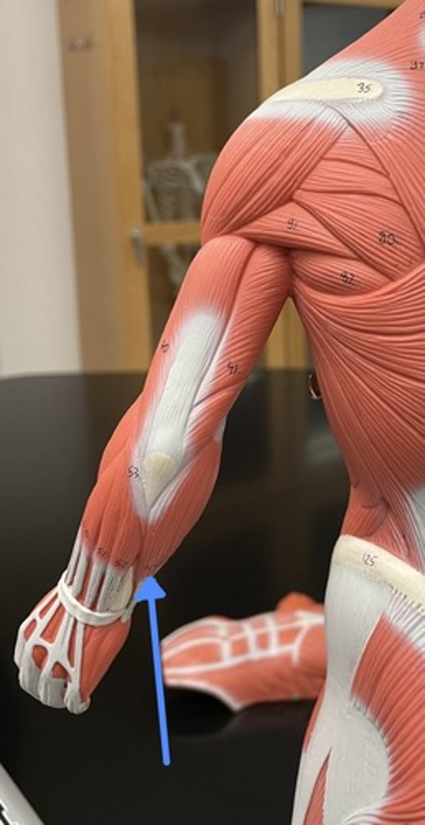 <p>flexor carpi ulnaris </p><p>origin:</p><p>insertion:</p><p>action:</p>