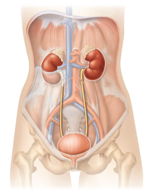 <p>Composed of: </p><ul><li><p>Pair of <strong>ureters</strong></p></li><li><p><strong>Urinary bladder</strong></p></li><li><p>Single <strong>urethra</strong></p></li></ul><p></p><p>Pathway:</p><ul><li><p>Urine exits kidneys → ureters → urinary bladder (urine is stored) → urethra → exits the body </p></li></ul><p></p>