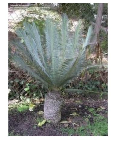 <p>What is the scientific name of this plant? </p>