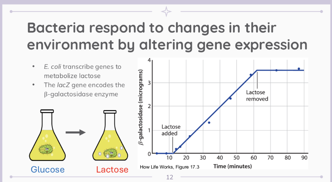 <p>QUESTION ABOUT BACTERIA AND GENE EXPRESSION</p>