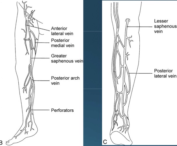 <p>In the calf, there are 8 perforating veins</p>
