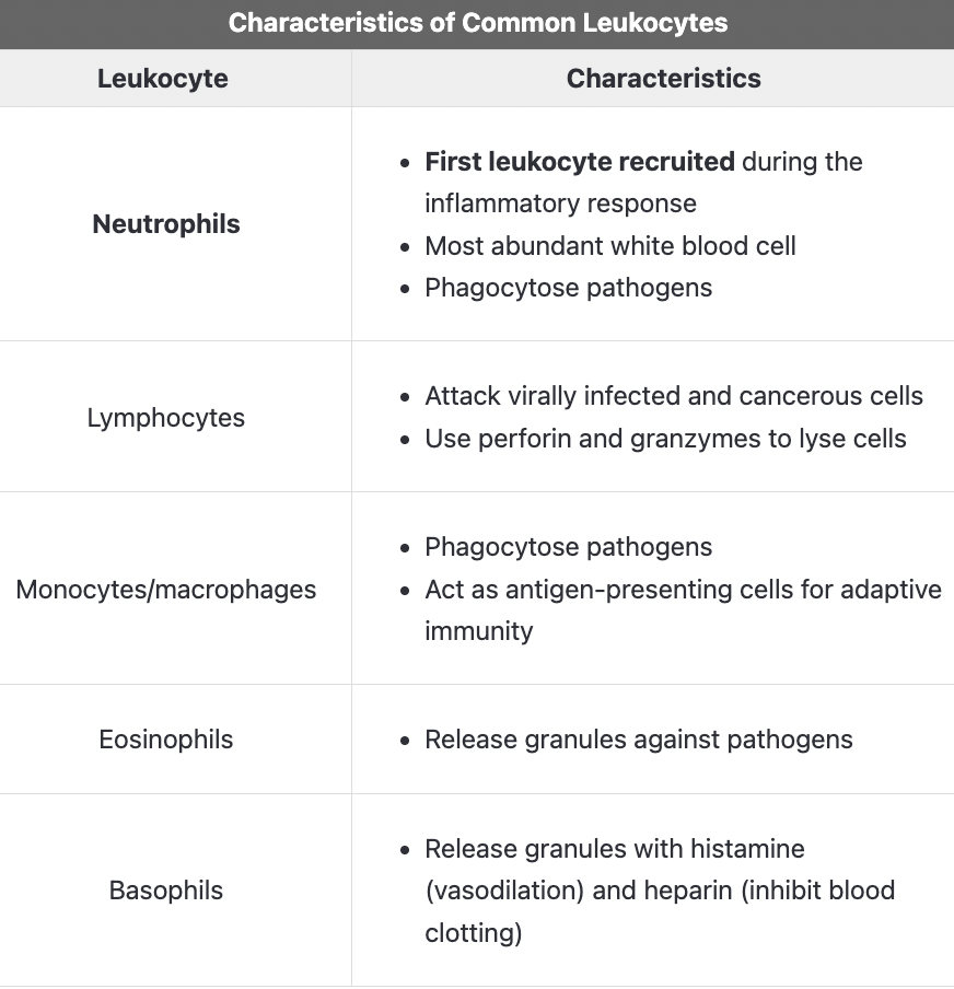<p><em>A. T cells</em></p><p><span style="line-height: 1.6em; font-size: inherit;">T cells</span> are part of the <span style="line-height: 1.6em; font-size: inherit;">adaptive immune response</span>, which targets specific antigens. The adaptive immune response occurs <em>after</em> the innate immune response, so T cells would not be the first white blood cells recruited to the site of inflammation.</p><p></p><p><em>B. Thrombocytes</em></p><p>Thrombocytes, also known as platelets, play a role in activating macrophages, neutrophils, and dendritic cells and help form blood clots. Thrombocytes are <em>not&nbsp;</em>a type of white blood cell.</p><p></p><p><em>D. Macrophages</em></p><p><span style="line-height: 1.6em; font-size: inherit;">Macrophages</span> are phagocytes that function as antigen-presenting cells. They act as messengers<em>&nbsp;</em>between innate and adaptive immunity and are recruited <em>after</em> neutrophils to the site of an inflammatory response.&nbsp;</p><p></p><p><em>E. Plasma cells</em></p><p>Plasma cells are a type of <span style="line-height: 1.6em; font-size: inherit;">B<strong>&nbsp;</strong>cell</span><strong>&nbsp;</strong>that secrete antibodies<strong>&nbsp;</strong>to fight infection. They are a part of the adaptive immune response and come later in the immune response.</p>