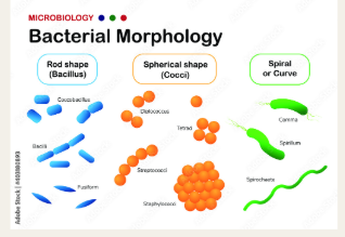 <ul><li><p>coccus ( Cocci/plural), Spherical </p></li><li><p>Bacillus, rod-shaped</p></li><li><p>Spirillum, spiral shaped</p></li></ul><p></p>