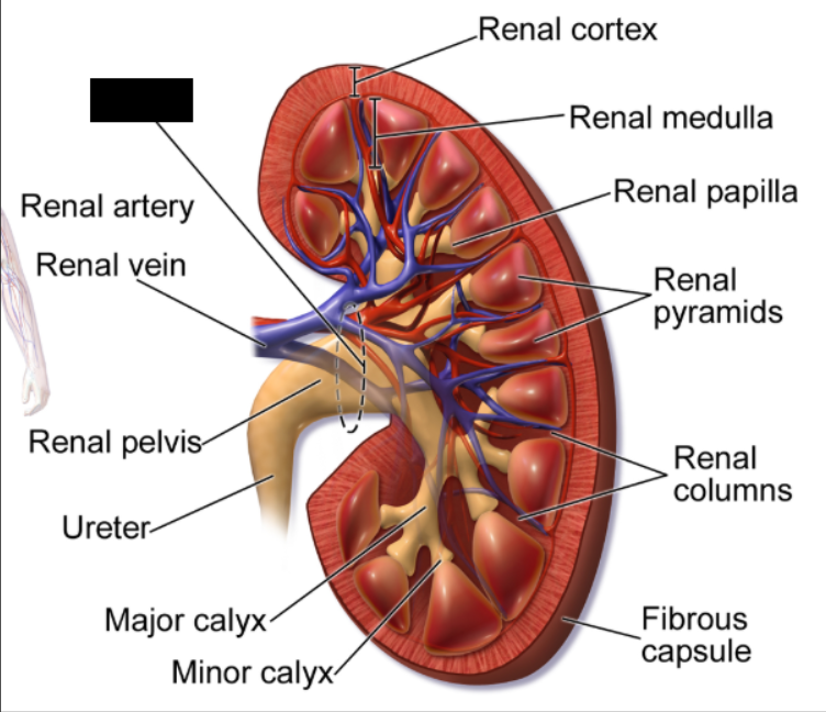 <p><span style="background-color: transparent;">Each kidney has an indentation called a <strong>_____ </strong>that opens to a <strong>renal sinus</strong> where the <strong>renal artery, vein,</strong> and <strong>ureters </strong>enter and exit the kidney.</span></p>