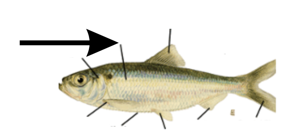 <p>What is this part on the fish?</p>