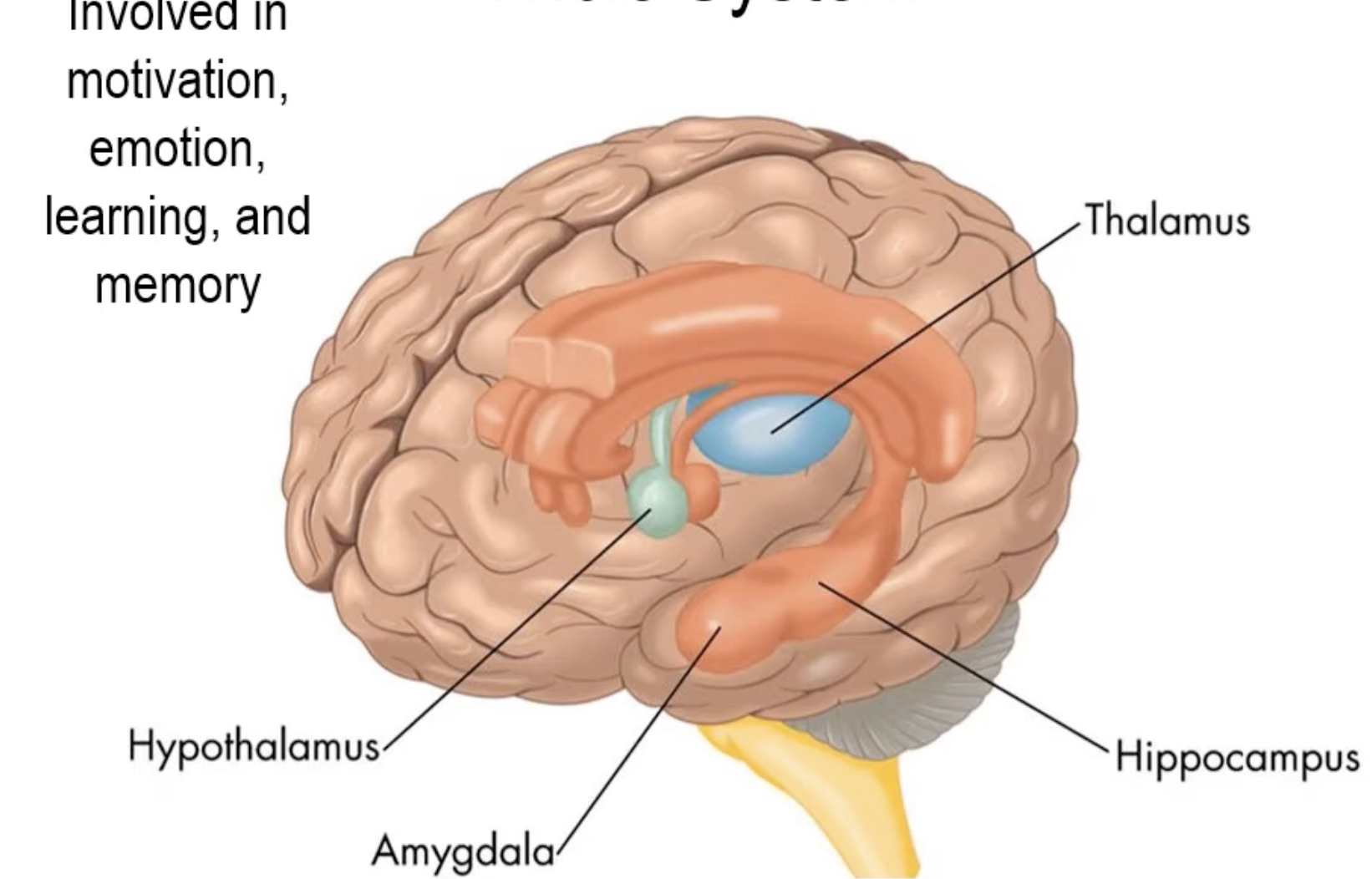 <p>1) amygdala hijack→emotion takes over b4 logic</p><p>2) hypothalamus</p><p>3) thalamus</p><p>4) hippocampus </p>