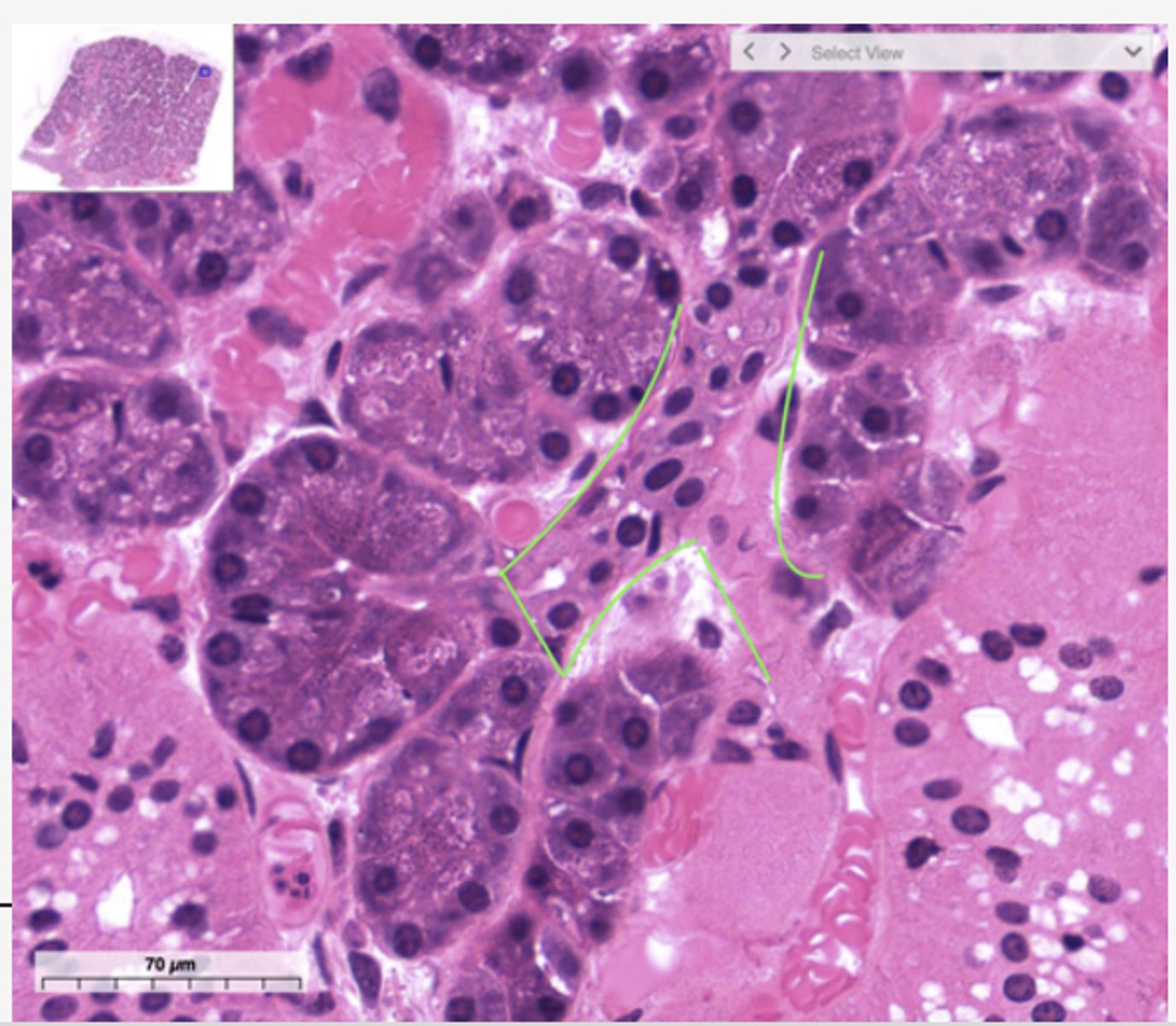 <p>Identify the structure</p>