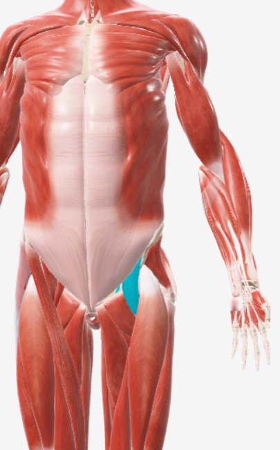 <p>iliopsoas</p>