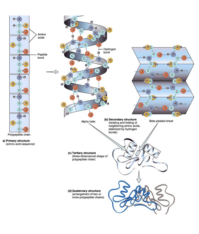 <p>Proteins exhibit a remarkable hierarchy of structural organization, from simple linear chains to complex three-dimensional forms, each level critical for their biological function.</p><p>Primary Structure:  The unique<strong> linear sequence of amino </strong>acids linked by peptide bonds.</p><p>Secondary Structure: <strong>LOCAL FOLDING into</strong> α-helices and β-sheets, stabilized by hydrogen bonds.</p><p>Tertiary Structure: The <strong>overall 3D shape</strong> of a single polypeptide chain, formed by interactions <strong>BETWEEN R-groups</strong>.</p><p>Quaternary Structure: The arrangement of <strong>multiple polypeptide subunits </strong>(if present) to form a functional protein complex.</p><p>The intricate final shape <strong>dictates a protein's ability to recognize and bind to other molecules</strong>. <strong>Any disruption, such as denaturation from a hostile environment, leads to a loss of this characteristic shape and, consequently, its biological function.</strong></p><p></p>