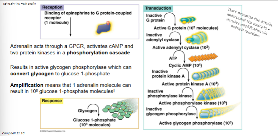 <ul><li><p>adrenalin acts through GPCR, activates cAMP and two protein kinases in a phosphorylation cascade</p></li></ul><ul><li><p>results in active glycogen phosphorylase which can convert glycogen to glucose 1-phosphate</p></li><li><p>amplification means that 1 adrenalin molecule can result in 10<sup>8</sup> glucose 1-phosphate molecules</p></li></ul><p></p>