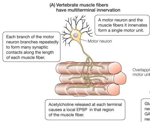 <p>• Each muscle fiber is innervated by 100s – 1000s of motor neuron dendrites </p><p>• Each muscle fiber is innervated by 1 motor neuron </p><p>• Motor units are distinct </p><p>• Muscle fibers are only innervated by excitatory motor neurons </p><p>• Excitatory neurotransmitter is ACh</p>