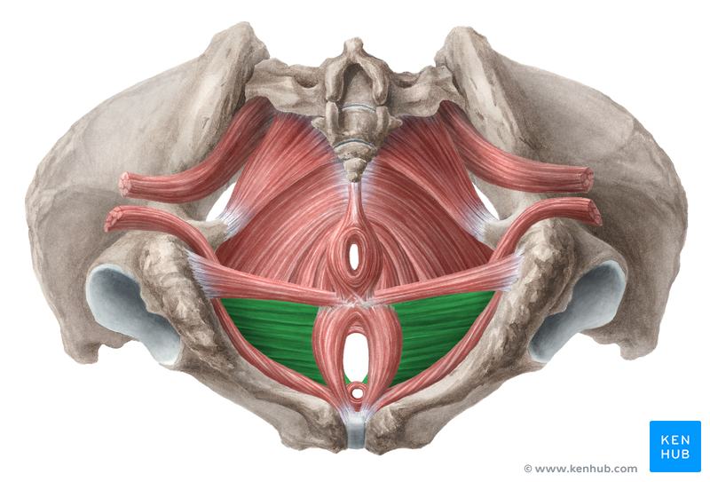 <p>Between anus and genitalia</p>