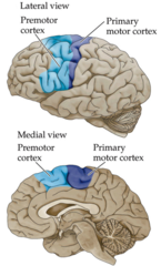 <p>Frontal lobe(Area 44) and parietal lobe, (area 40) neurons that fire when performing certain actions or when observing another doing so. </p><p>The brain's mirroring of another's action may enable imitation, language learning, and empathy.</p>
