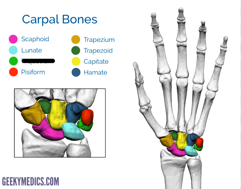 <p>What Carpal is this?</p>