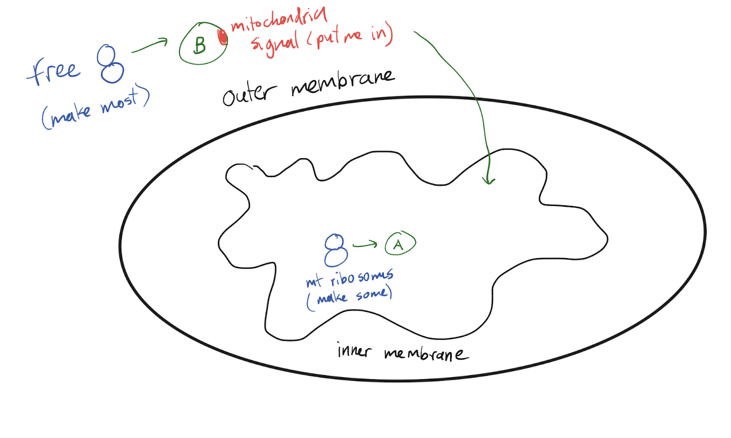 <p>Free ribosomes in the cytosol create most of the proteins needed for these organelles. These proteins have an organelle localization signal so that they can be transported to the correct organelle. </p><p>These organelles also have their own ribosomes, which allows them to create some of them that are needed. No signals on these proteins as they don’t need to move.</p>