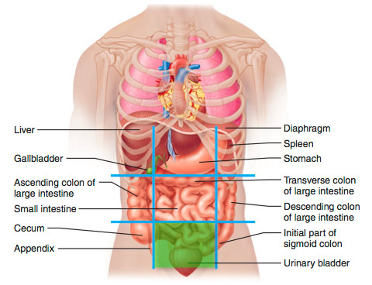 <p>inferior to the umbilical region, urinary bladder</p>