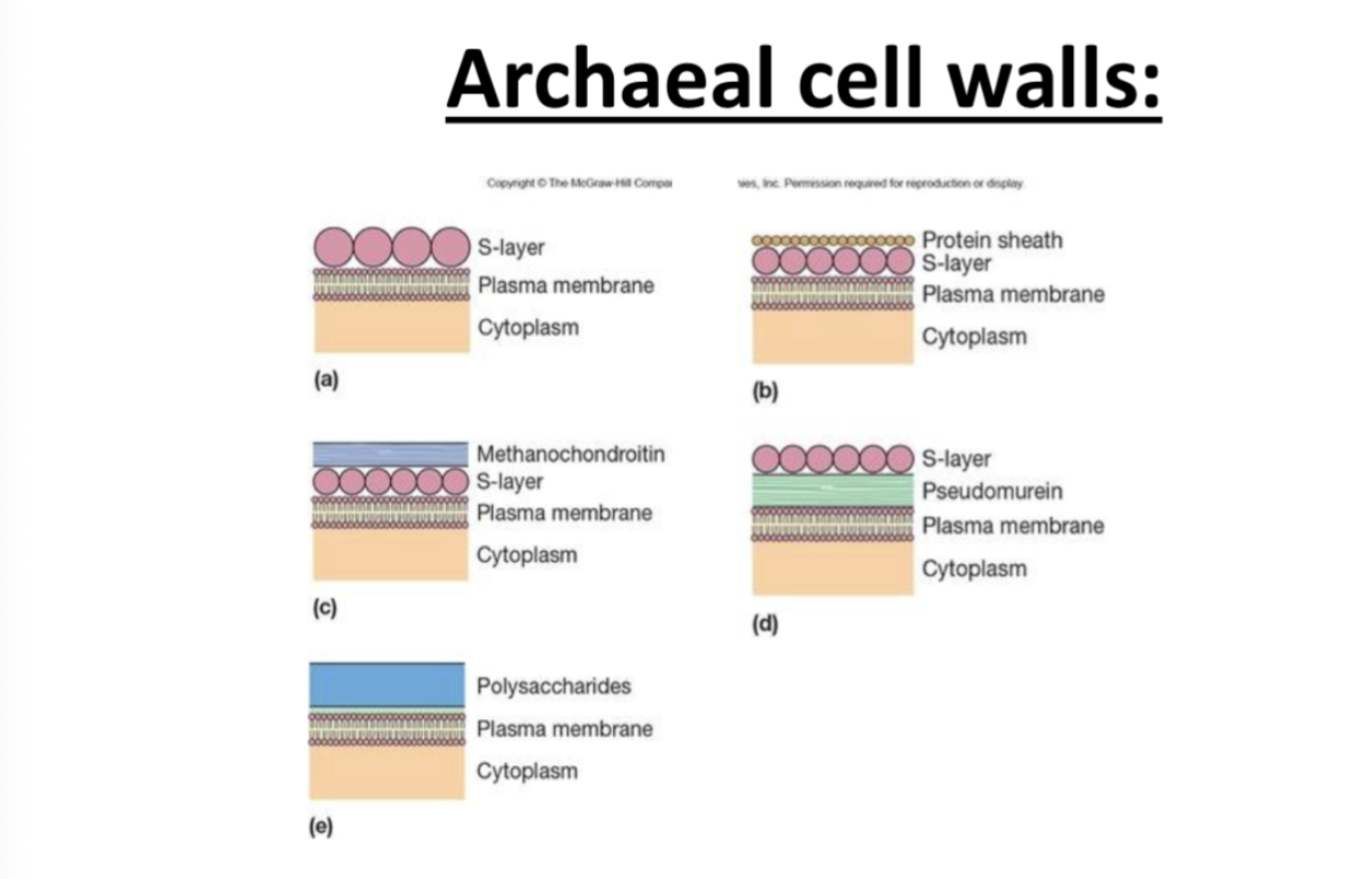 <p>archael cell walls provide the physical barrier, preventing things from making way into archaean cell walls, help us maintain our cellular shape </p><p>help in osmotic protection </p><p>configuration e-have pseudo marry, look like murine but is not murine. lots of similarity in the structure of both and differences </p><p>NAT in pseudomary and NAM in peptidoglycan </p><p>archaea have beta 1-3 linkage and pseudomurien have beta 1-3</p><p>penta peptide that gets cut off in both archaea and bacteria </p><p>L and D form in bacteria no D form in archaea</p><p>lysosome won’t work against archaea bc it’s beta 1-3 not beta 1-4 </p><p>beta lactic work yes or no </p>