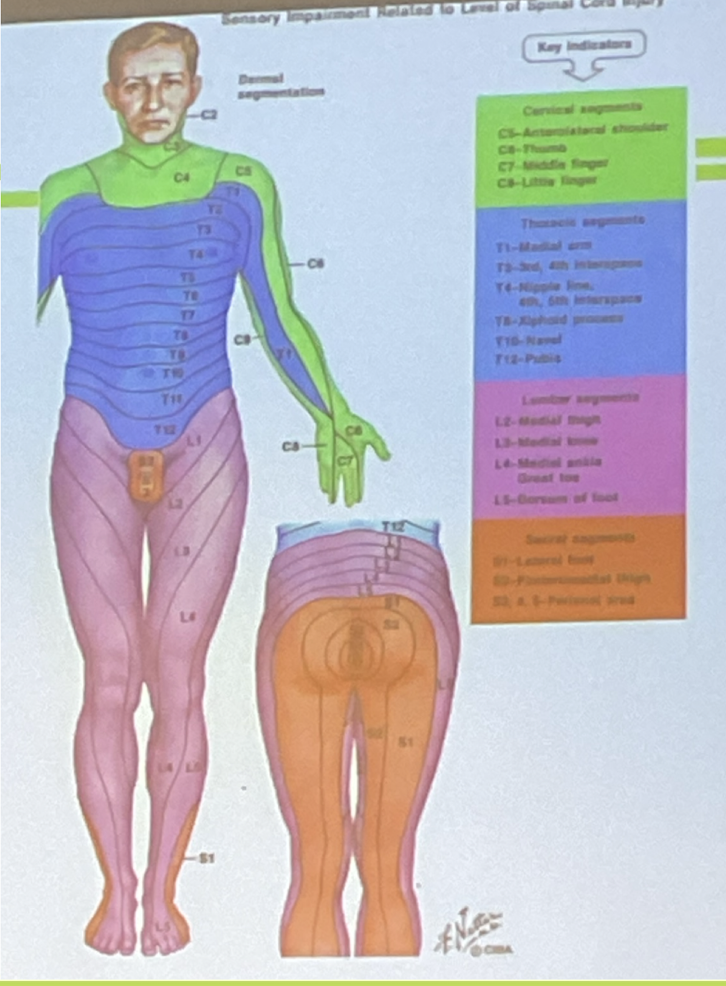 <ul><li><p><strong>Dermatones</strong> - body segments innervated by spinal nerves</p></li><li><p><strong>Cauda Equina</strong> - “horse tail” bundle of spinal nerve roots that extends from the lower end of the spinal cord</p></li></ul><p></p>