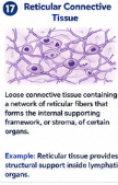 Loose connective tissue containing a network of reticular fibers that forms the internal supporting framework, called the stroma, of certain organs. Example: Reticular tissue provides structural support inside lymphatic organs.