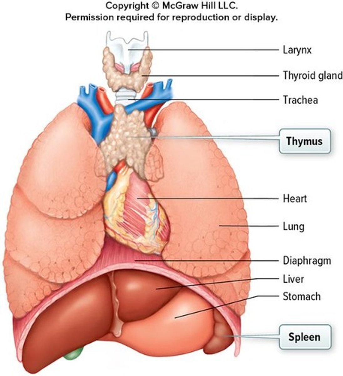 <p>The thymus gland is located behind the sternum and between the lungs.</p>