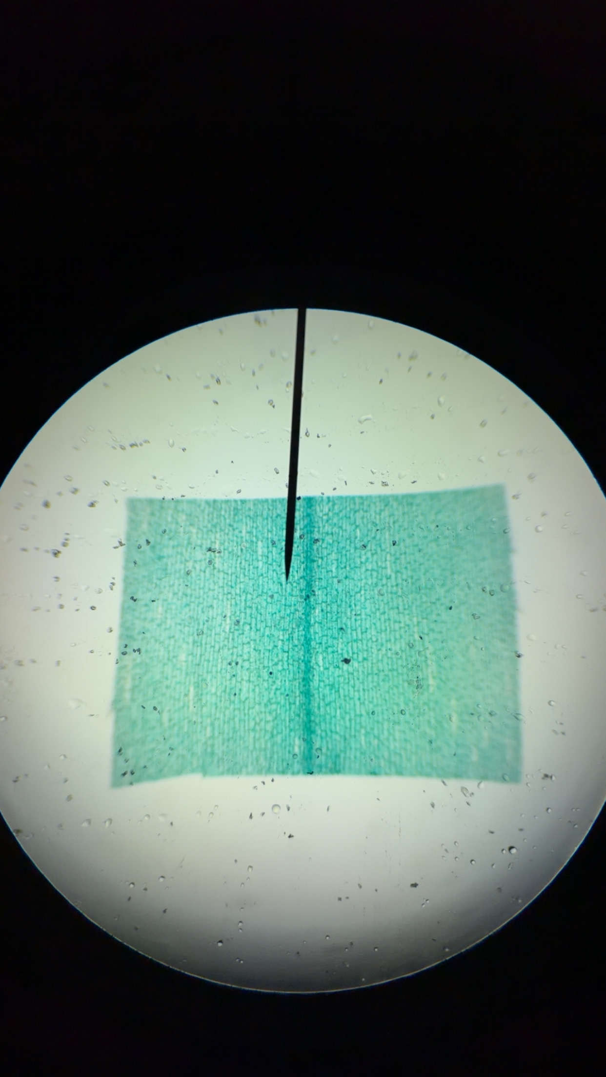 <ol><li><p>This slide shows a/an:</p></li></ol><p class="p1">a) Prokaryotic cell</p><p class="p1">b) Eukaryotic cell</p><p class="p1">c) None of the above</p><ol start="2"><li><p class="p1">Which type of cells does this slide show?</p><p class="p1">a) Cocci cells</p><p class="p1">b) Bacilli cells</p><p class="p1">c) Spirilli cells</p><p class="p1">d) None of the above</p></li></ol><ol start="3"><li><p class="p1">Which type of cell does this slide show an example of:</p></li></ol><p class="p1">a) Spirogyra</p><p class="p1">b) Volvox</p><p class="p1">c) Diatoms</p><p class="p1">d) None of the above</p><ol start="4"><li><p class="p1">Which type of cell does this slide show an example of:</p><p class="p1">a) Amoeba</p><p class="p1">b) Paramecium</p><p class="p1">c) None of the above</p></li><li><p class="p1">Which type of cell does this slide show an example of:</p><p class="p1">a) Archaebacteria or Eubacteria</p><p class="p1">b) Plantae</p><p class="p1">c) Protista</p><p class="p1">d) Fungi</p><p class="p1">e) Animalia</p></li></ol><p class="p1"></p><p class="p1"></p>