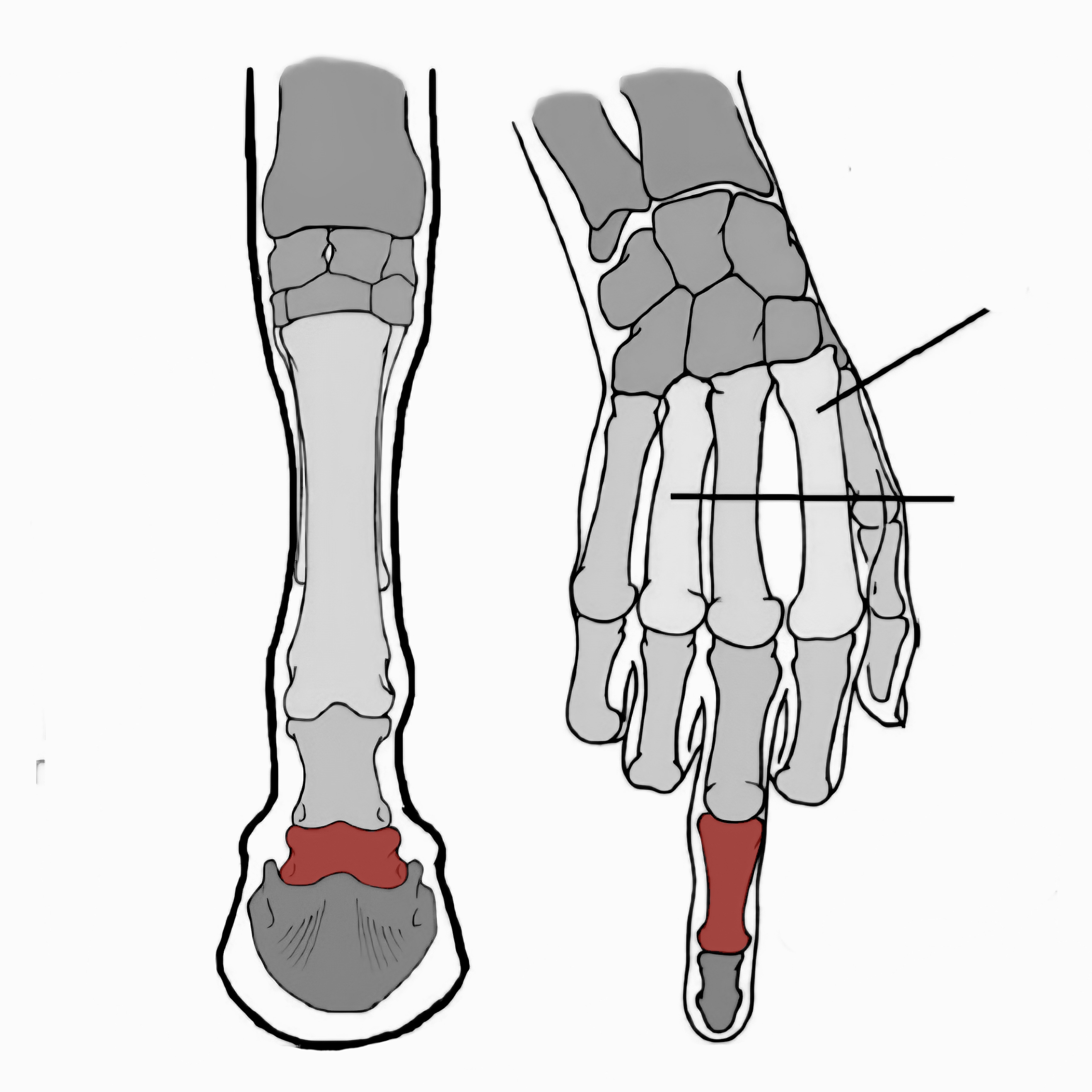 <p>what is this bone called?</p>