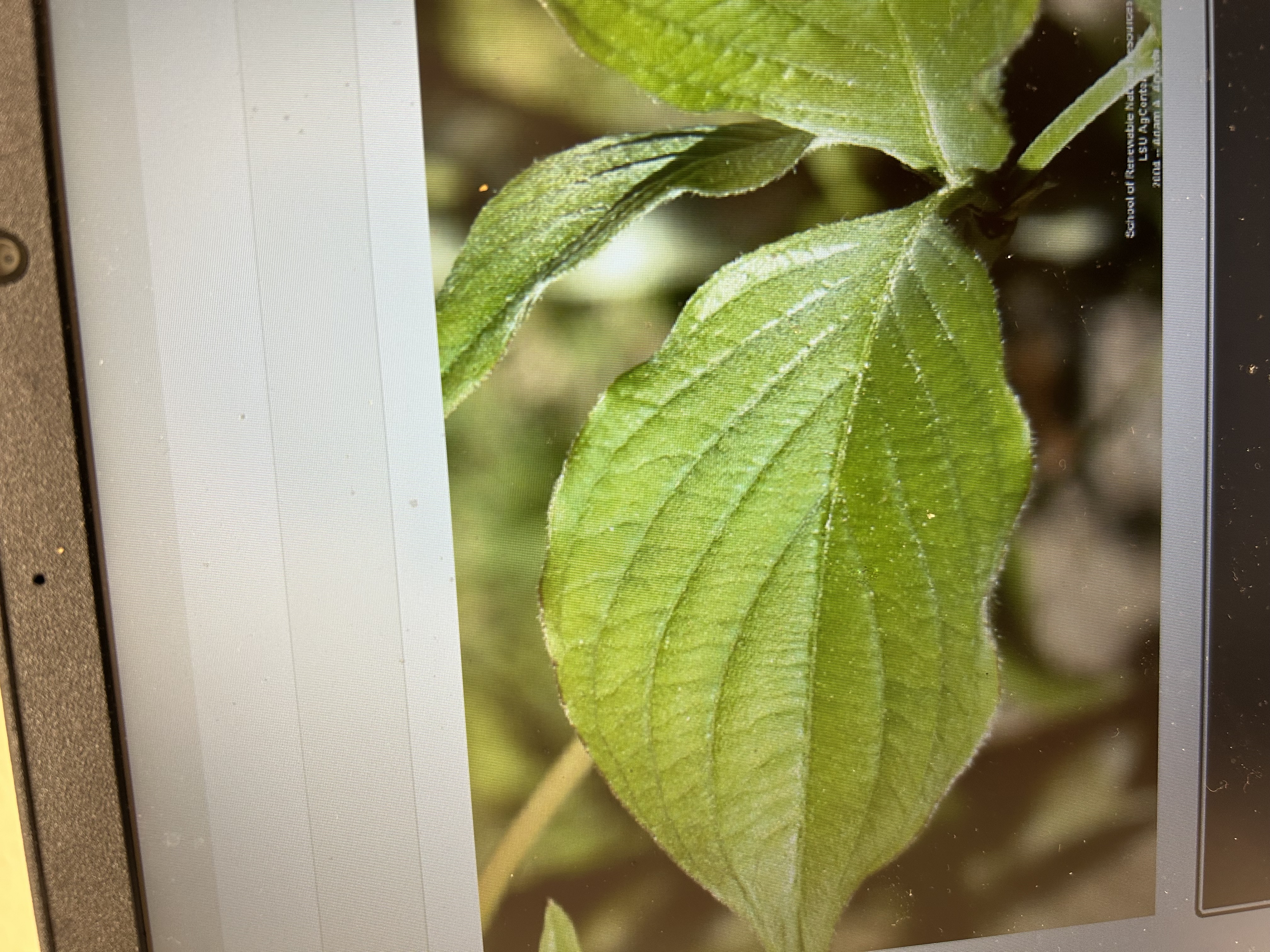 <p>Common Name: Flowering Dogwood </p><p>Genus: <em>Cornus </em></p><p>Species: <em>florida </em></p><p>opposite branches, veins curve out from central stem and wrap around to curve upwards </p>