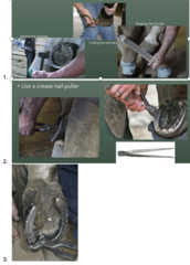 <p>What are things to consider when removing a shoe?</p>