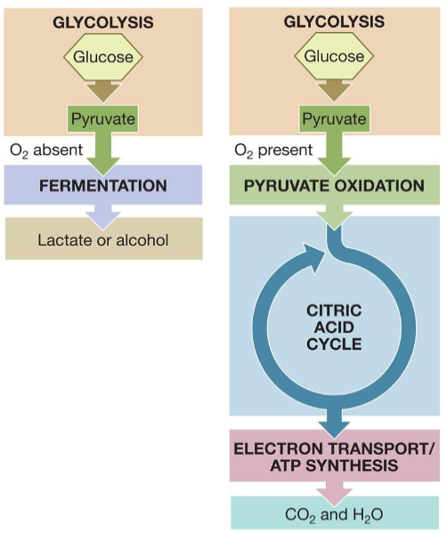<p>Processes that harvest the energy in the chemical bonds of glucose: </p><p>• Glycolysis (anaerobic) </p><p>• Fermentation (anaerobic) </p><p>• Cellular respiration (aerobic)</p>