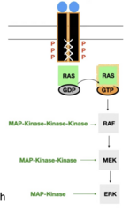 <p>- Modifies gene expression</p><p>- Influences cell growth and differentiation</p>
