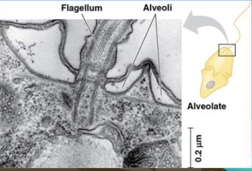 <p>What is <strong>A</strong>lveolates?</p>