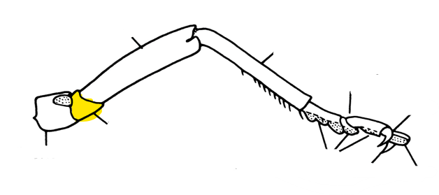 <p>Second-most basal segment of the leg</p>